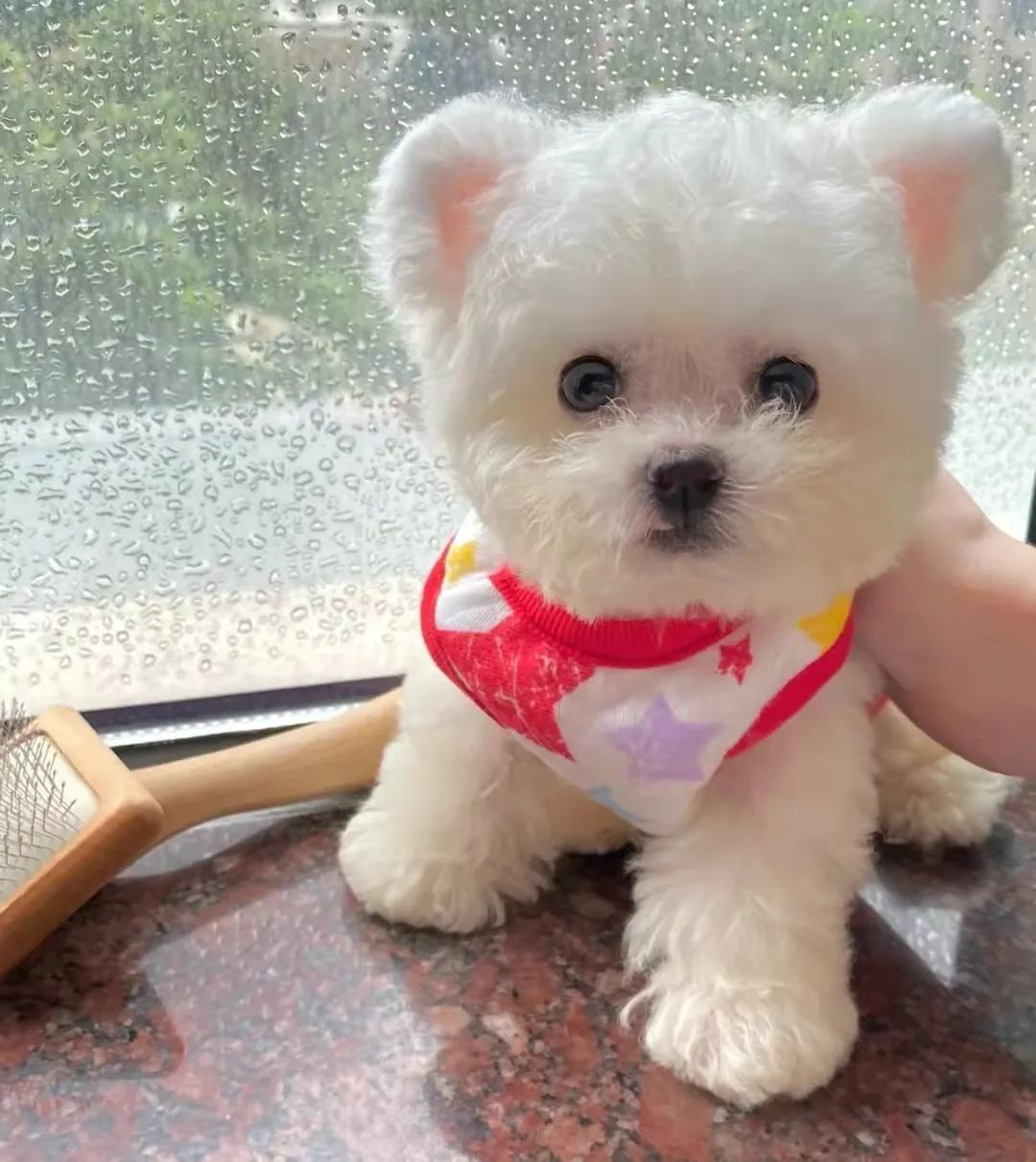 狗狗背长红点脱毛怎么办,狗狗身上起红点掉毛发痒怎么办