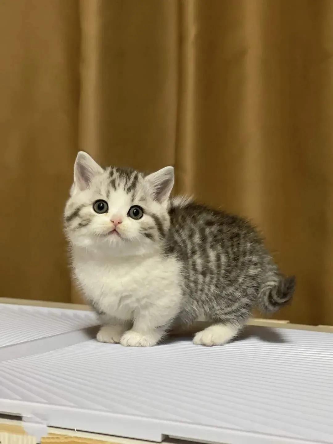 猫咪宝贝歌词,猫咪宝贝dj加长版迪厅