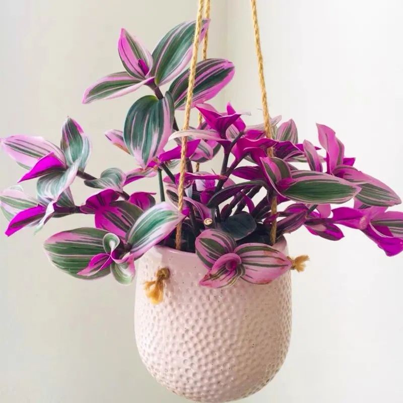 吊兰最贵的品种,吊兰什么品种最贵