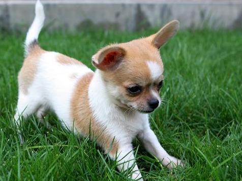 鍚夊▋濞冨翱娑茬壒鍒粍,鍚夊▋濞冨翱娑查粍