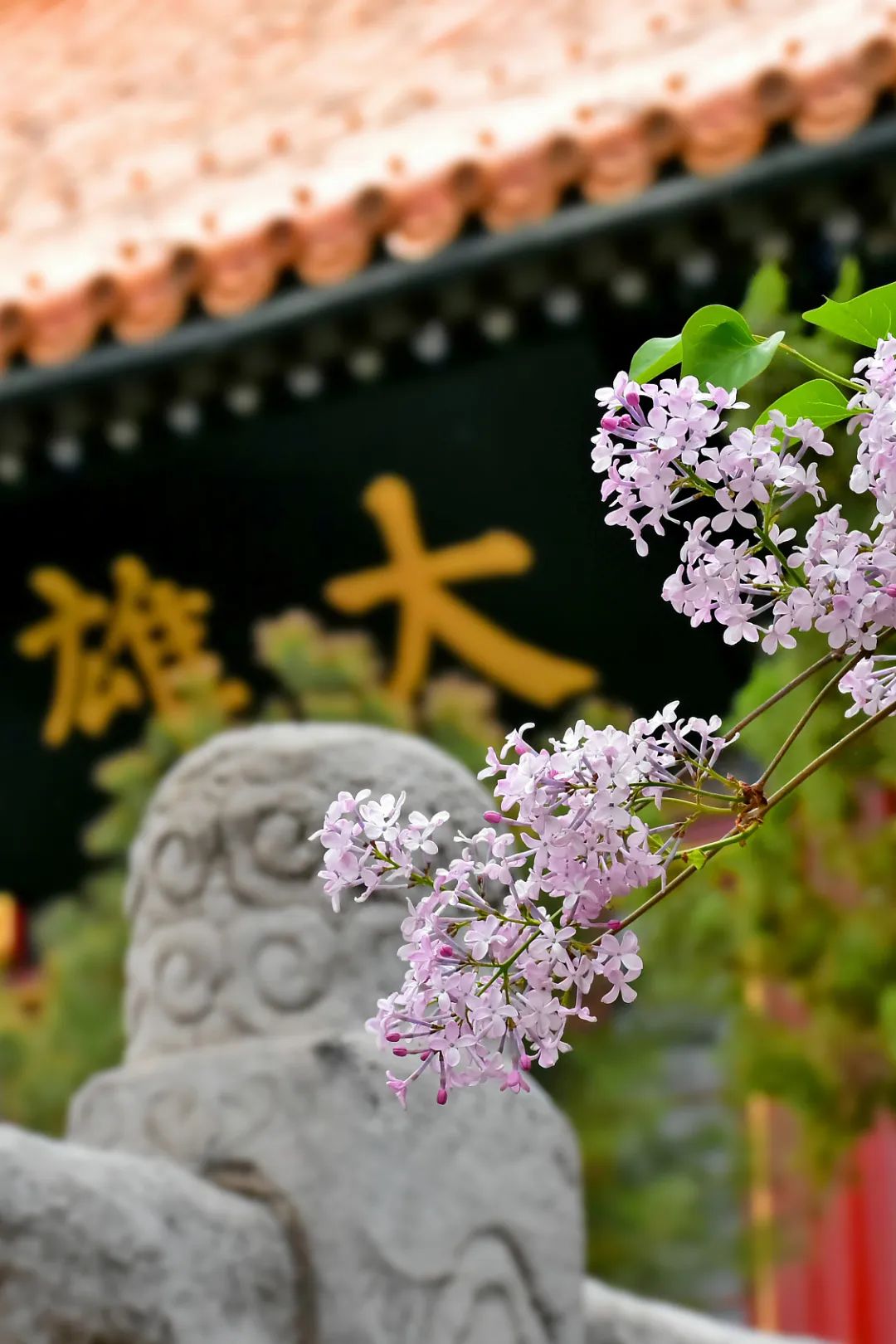 中国最灵的寺庙雍和宫,不要再去一个人挤人的景点