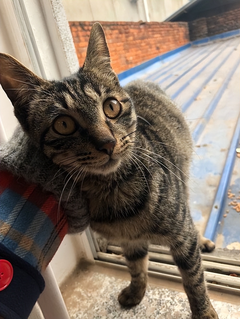 狸花猫护食该打吗,护主的狸花猫