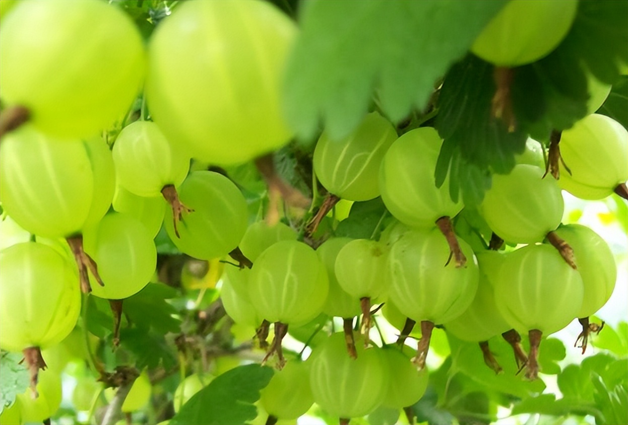 类似灯笼果的植物果实,灯笼果是什么水果品种