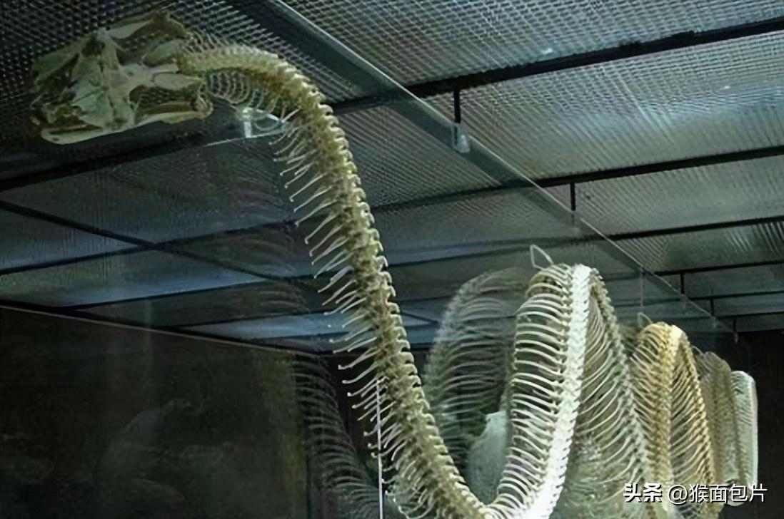 亚马逊雨林生存100天,亚马逊雨林生存楚河