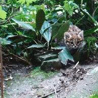 英短猫和美短哪个好养,英短跟美短猫咪