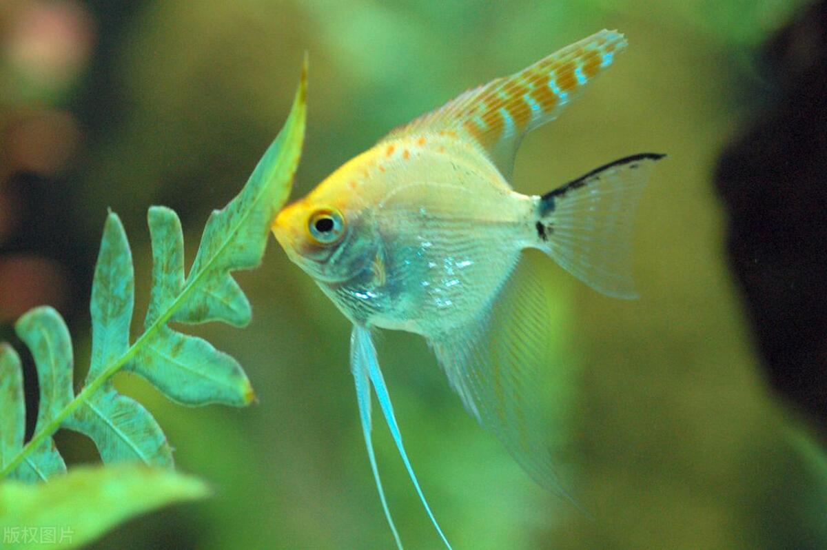 只养海水鱼不养珊瑚用什么设备,养海水鱼要备什么药