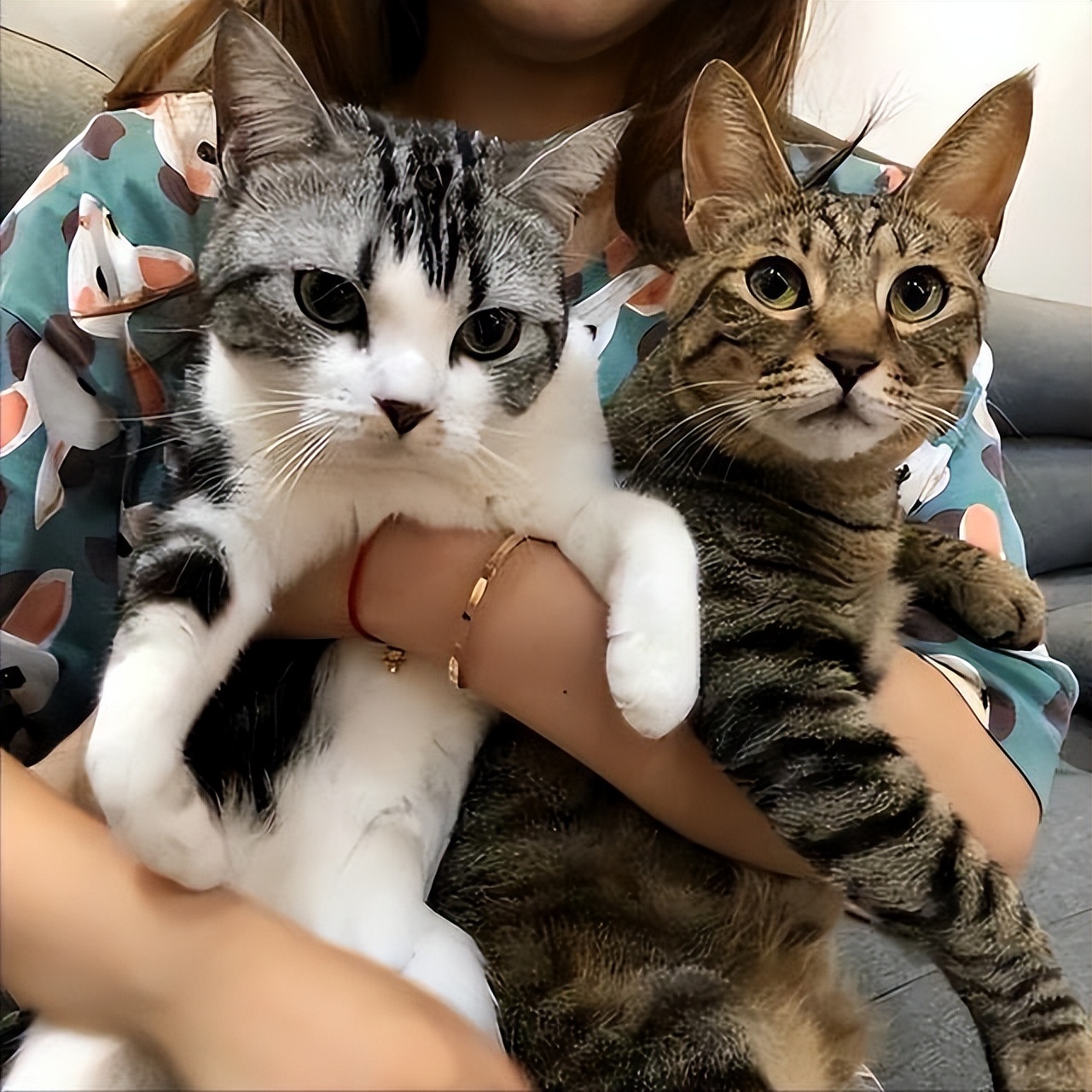 宠物猫和土猫吃的是一样吗,宠物猫和土猫战斗力