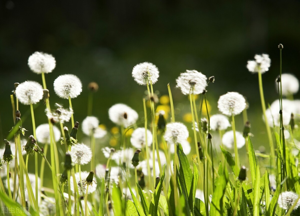 药草皇后蒲公英泡水竟然能抗癌,蒲公英十大功效