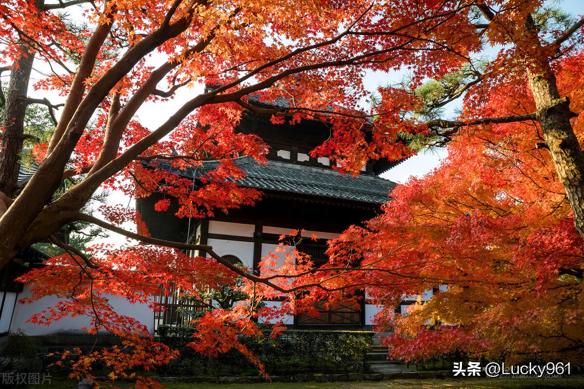 日本旅游攻略京都大阪奈良,日本东京北海道大阪京都