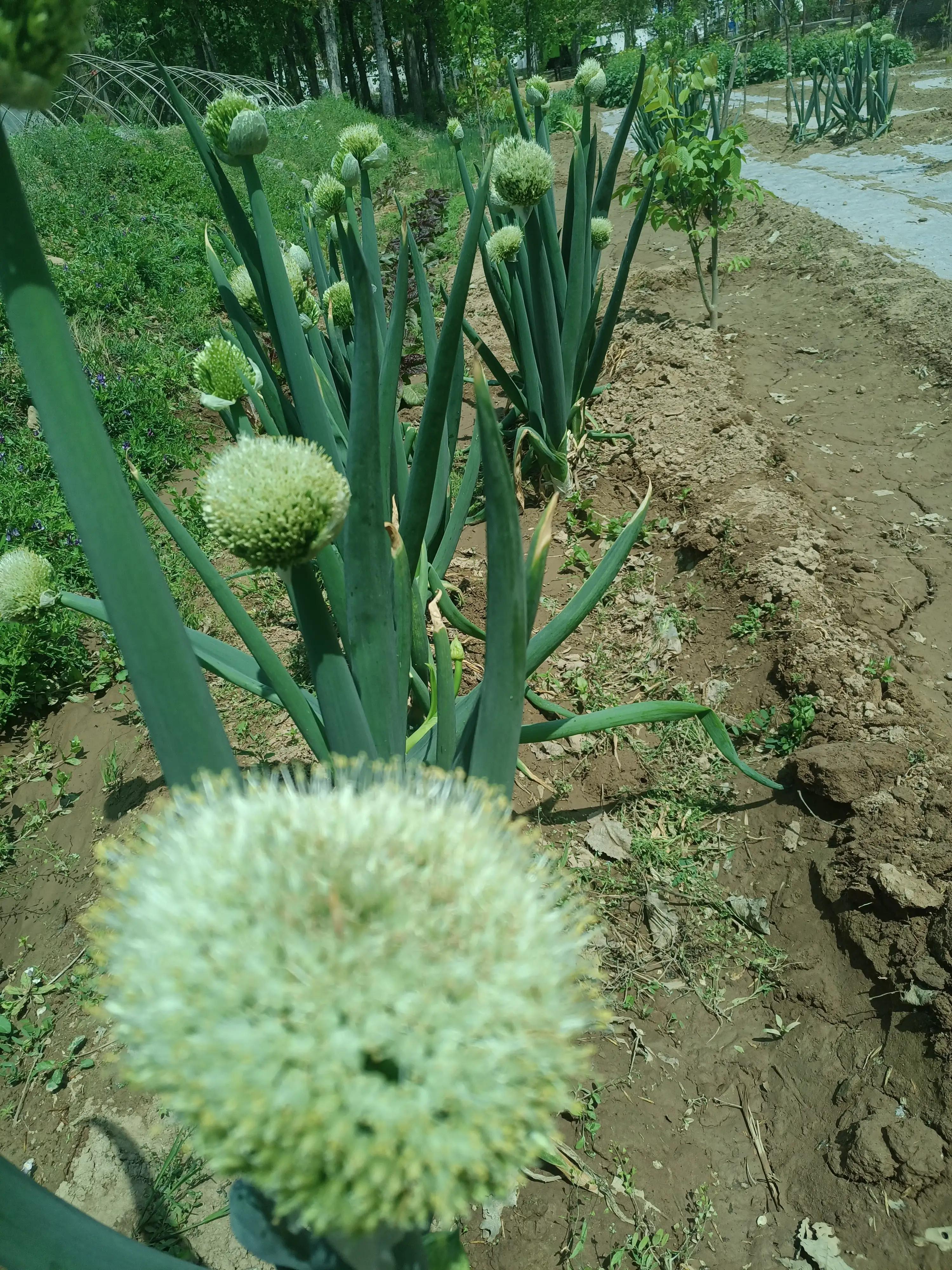 闲来无事荡秋千视频,山中荡秋千