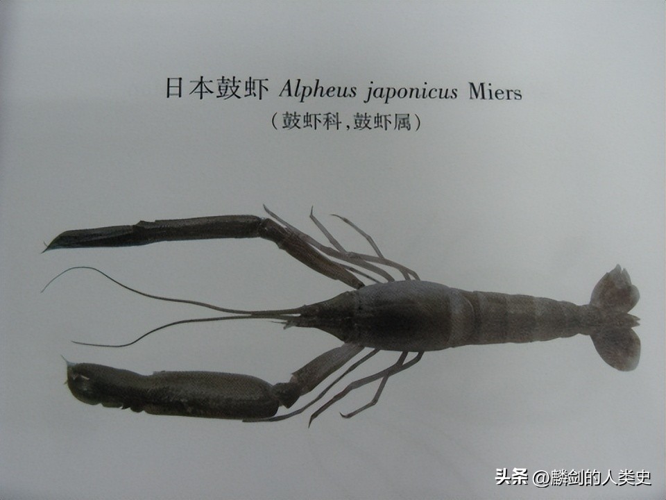 真虾总目和对虾,真虾种类