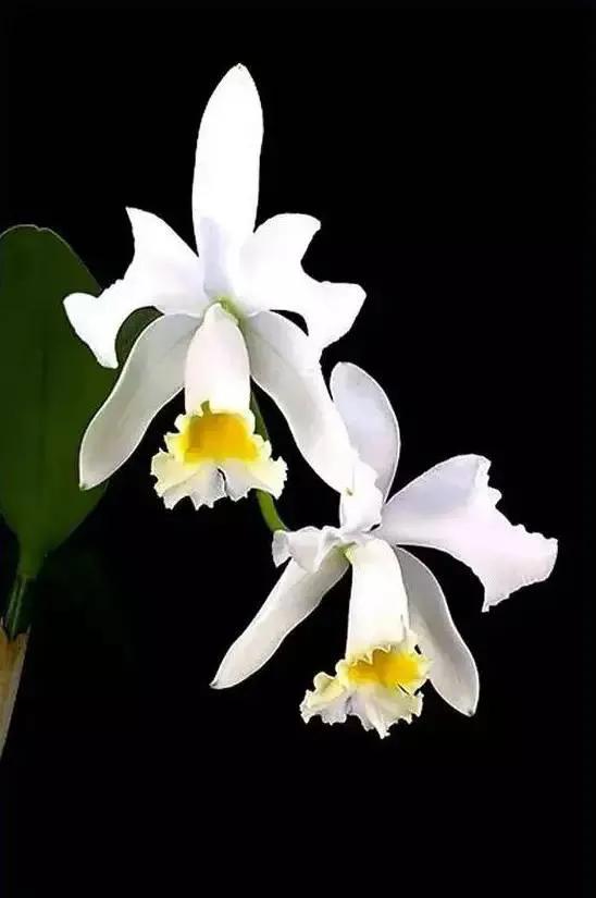 十种最有名的兰花图片,最美的100种兰花图片