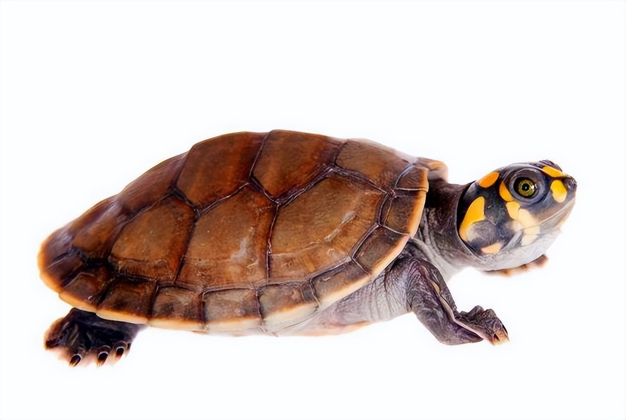 黄头侧颈龟饲养方法,黄头侧颈龟饲养方法文库