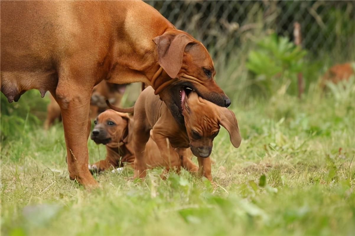 母狗会咬死自己的“骨肉”？看完原因，出了一身冷汗