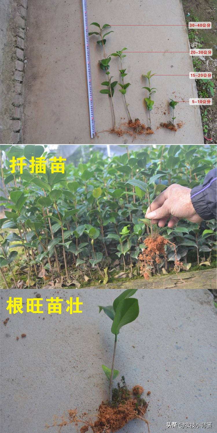 茶花扦插用什么方法成活率高,夏季扦插茶花枝条必须马上扦插吗