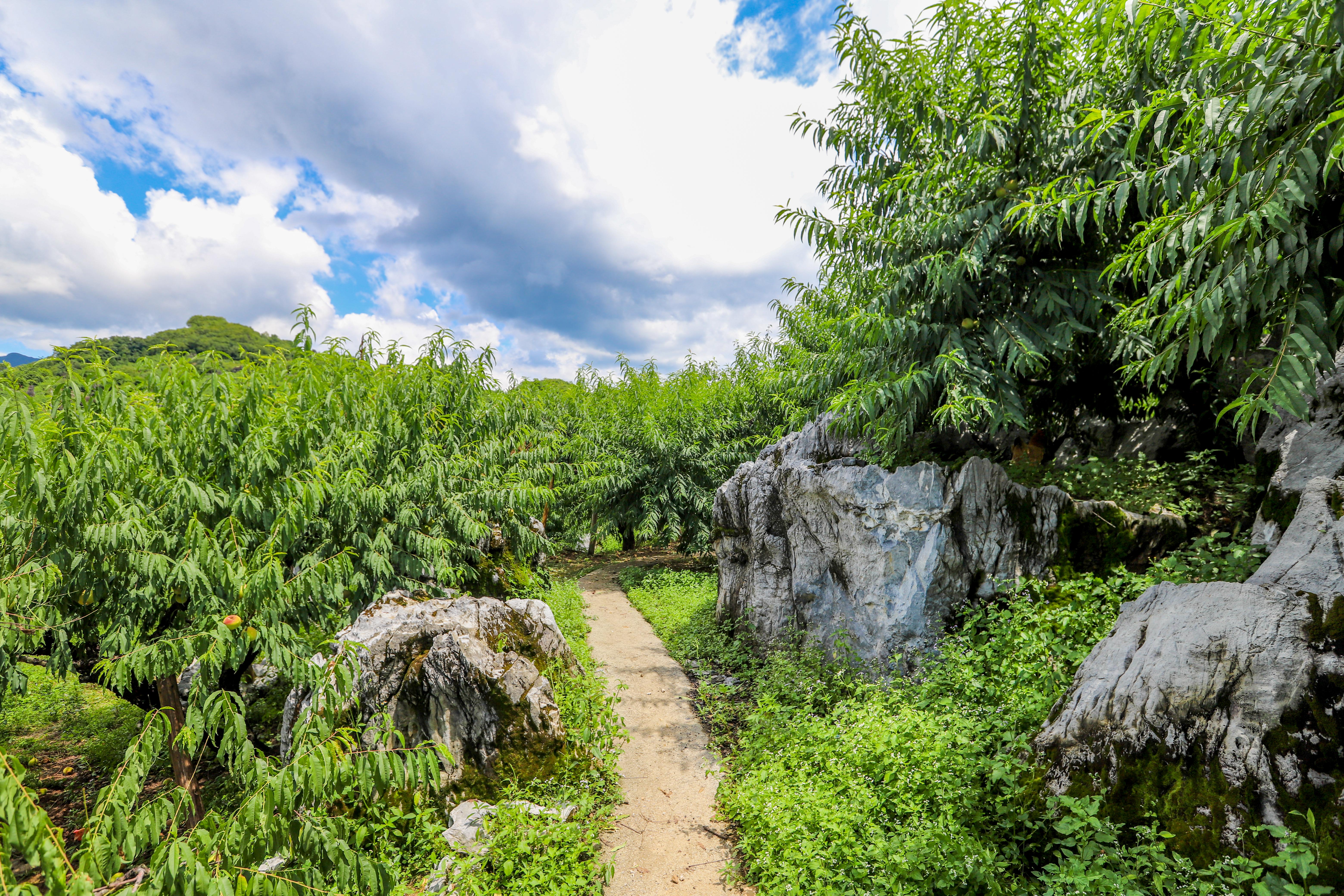 连平鹰嘴蜜桃是水蜜桃吗,广东连平上坪正宗鹰嘴水蜜桃