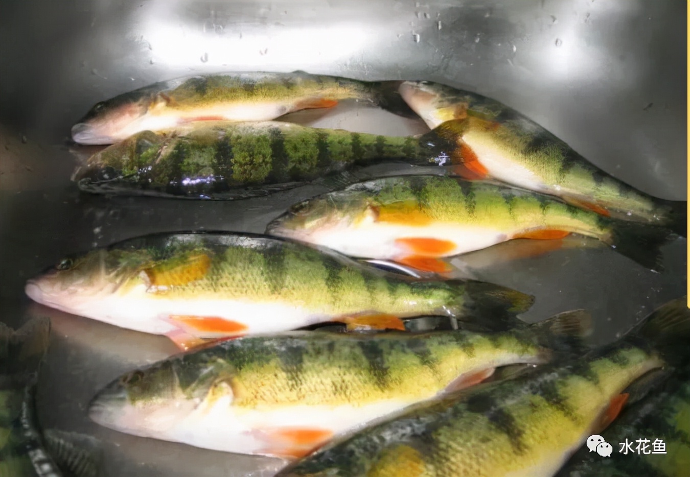 鱼眼睛白内障,鱼眼睛疾病