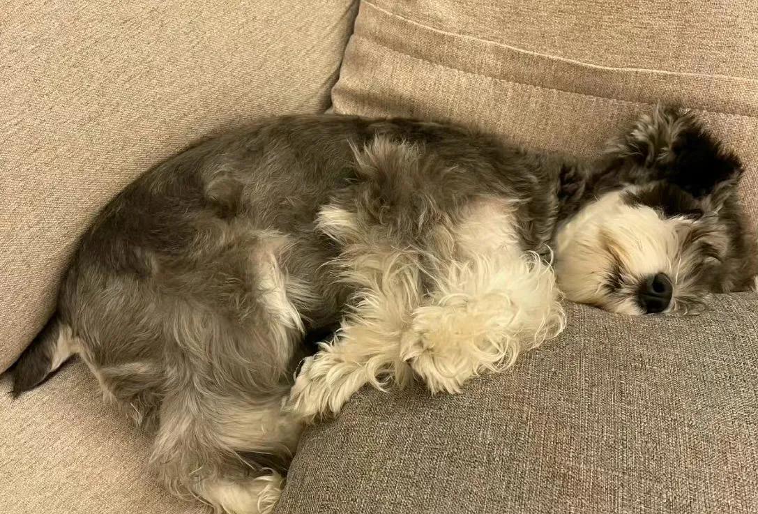 雪纳瑞怎么样值得养吗,雪纳瑞很难训练吗