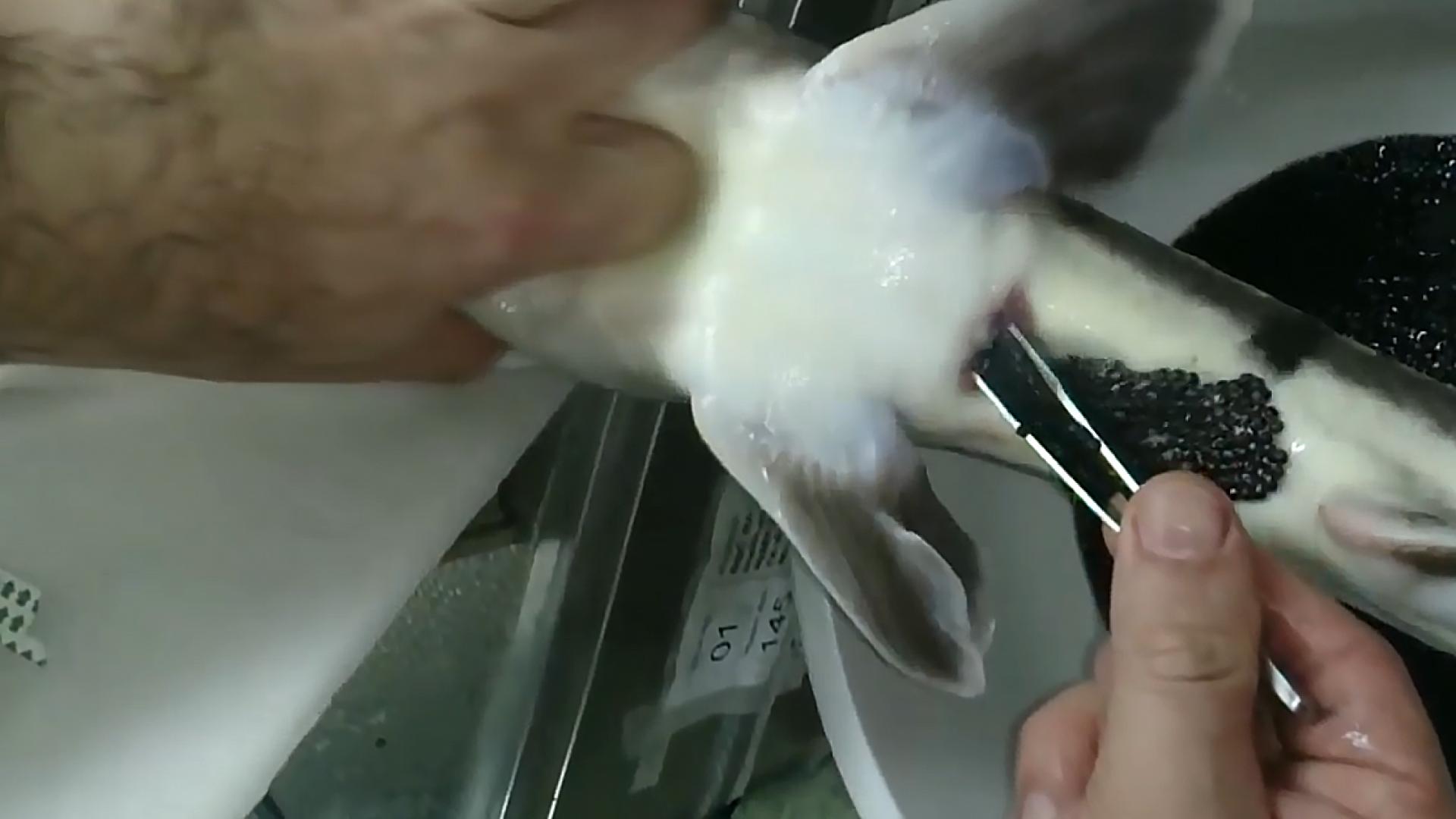 科学告诉你鱼子酱为什么这么贵,顶级鱼子酱为什么这么贵