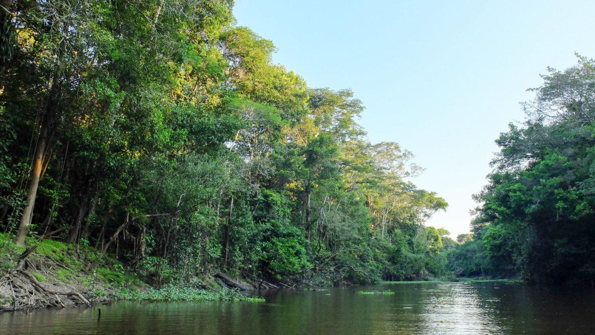 美国佛州最大缅甸蟒,美国蟒蛇泛滥原因