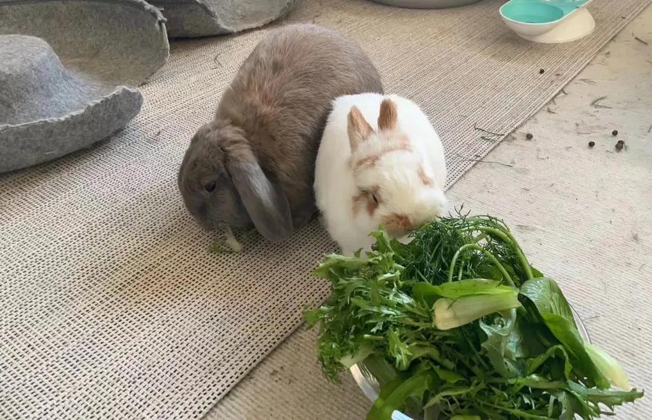 新手养兔指南小说,新手养兔指南免费