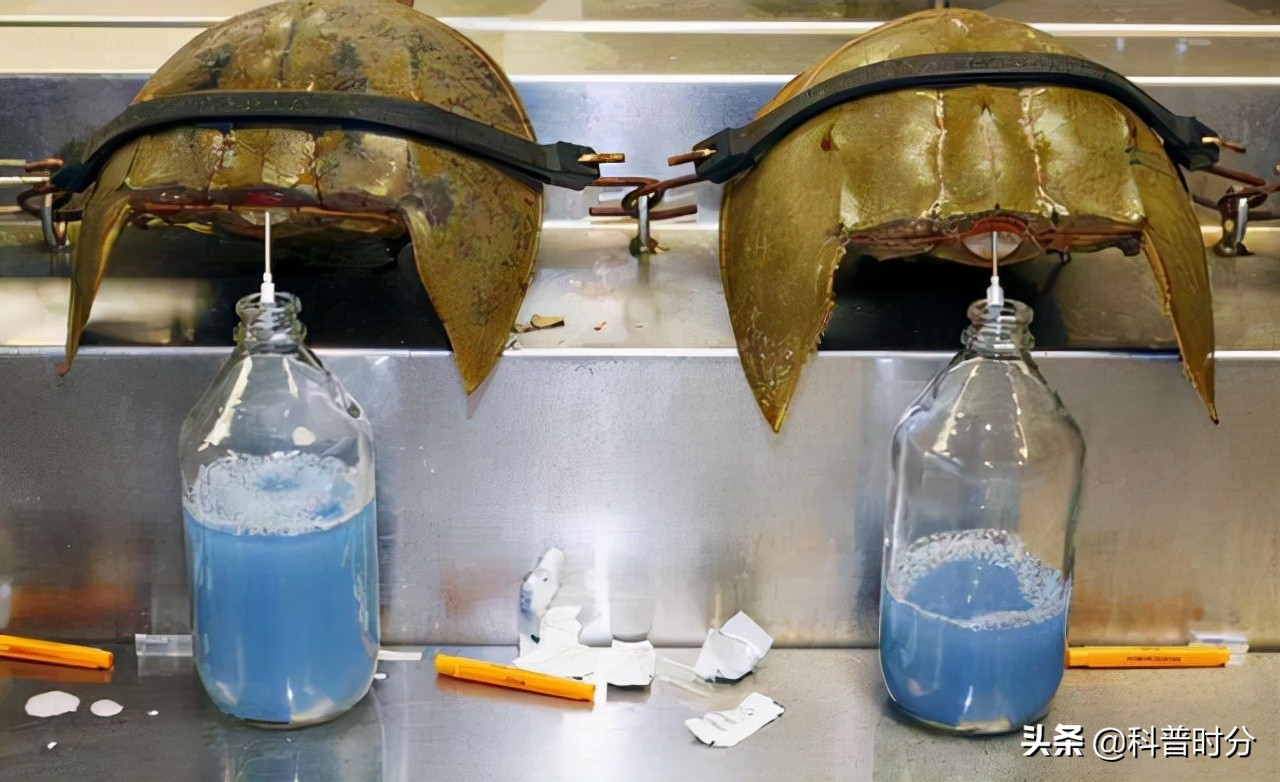 4亿岁生物被疯狂抽血,4亿多年蓝色血液引人类陷入绝境