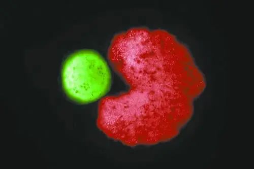 2021年两院院士增选结果揭晓,院士评出2020中国十大科技进展