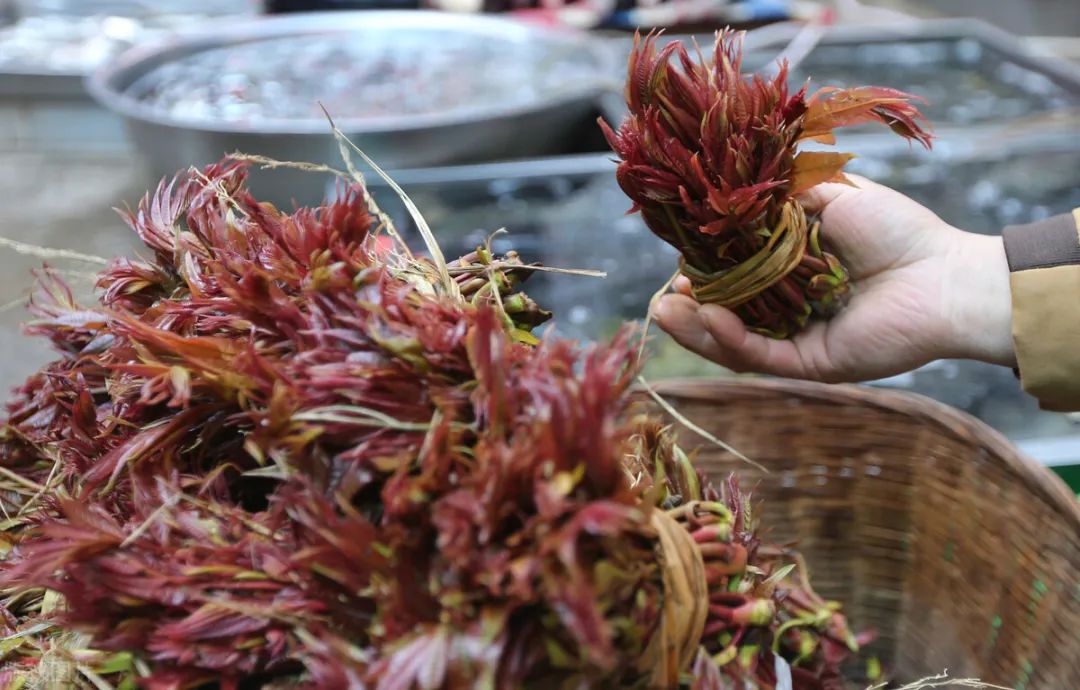 这个季节每一口都是春天的味道,阳春三月又到了品尝春味的时候