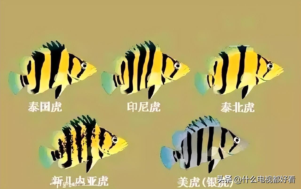 虎鱼从小饲养的正确方法,饲养虎鱼有哪些注意事项