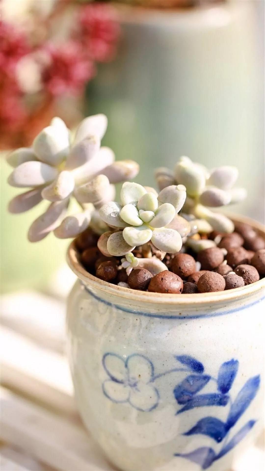 漂亮护眼的图片快乐生活,护眼图片大全唯美高清