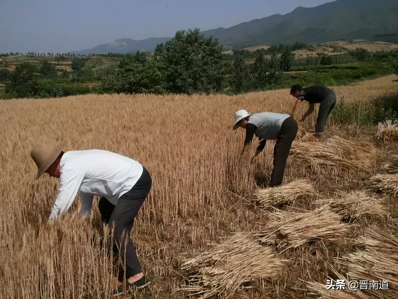 记忆那年秋创作的原声完整版,那年麦收歌曲视频