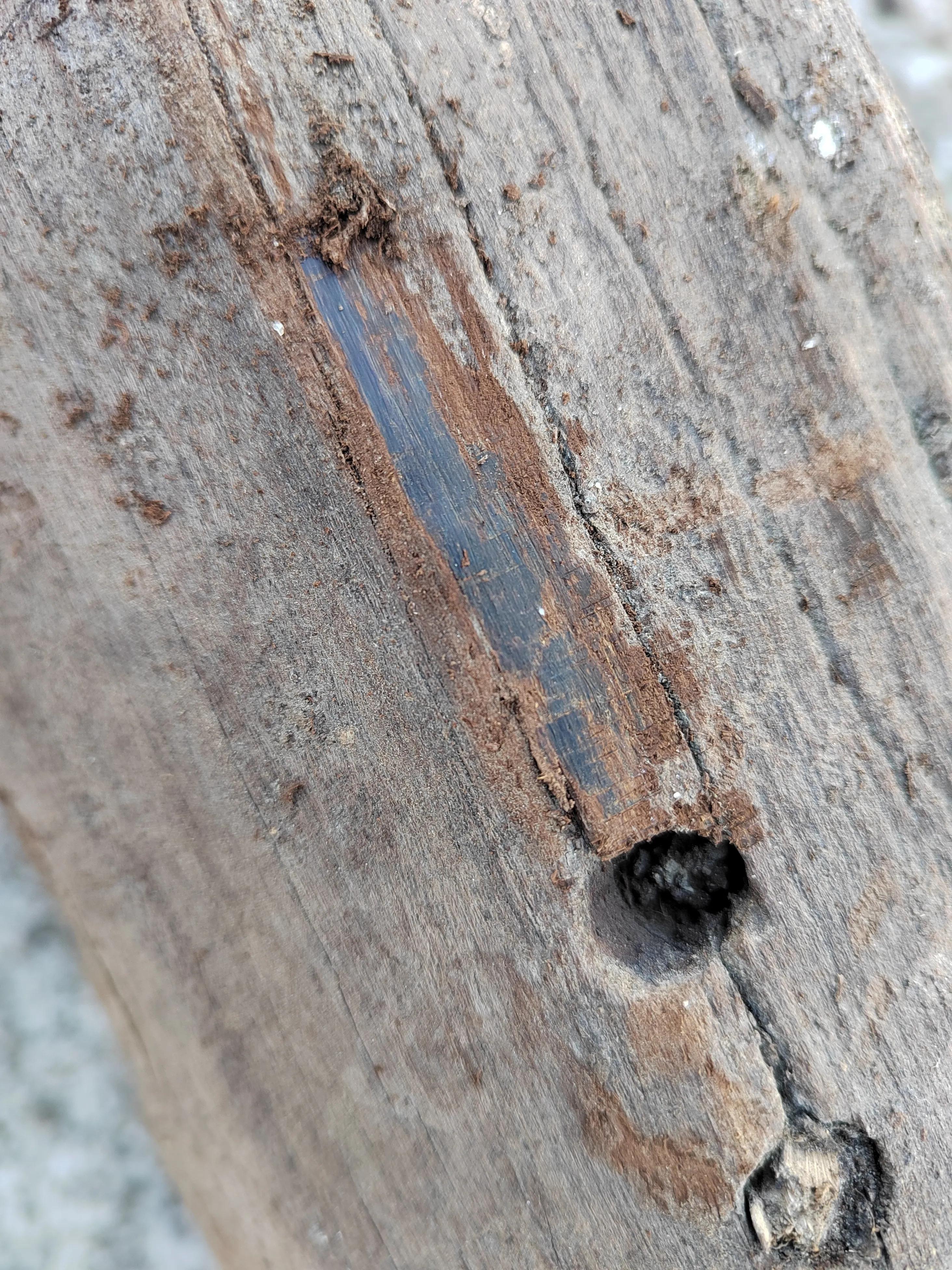 白奇楠莺歌绿奇楠黑奇楠哪个好,黑奇楠和白奇楠沉香哪个好