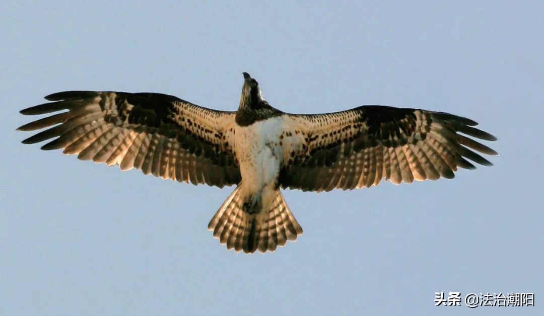 商贩的鸡都卖到哪里去的,菜场家禽生意