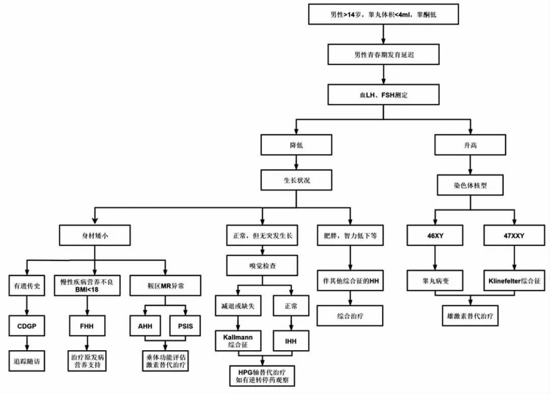 男性青春发育迟缓的表现,生长迟缓的烦恼