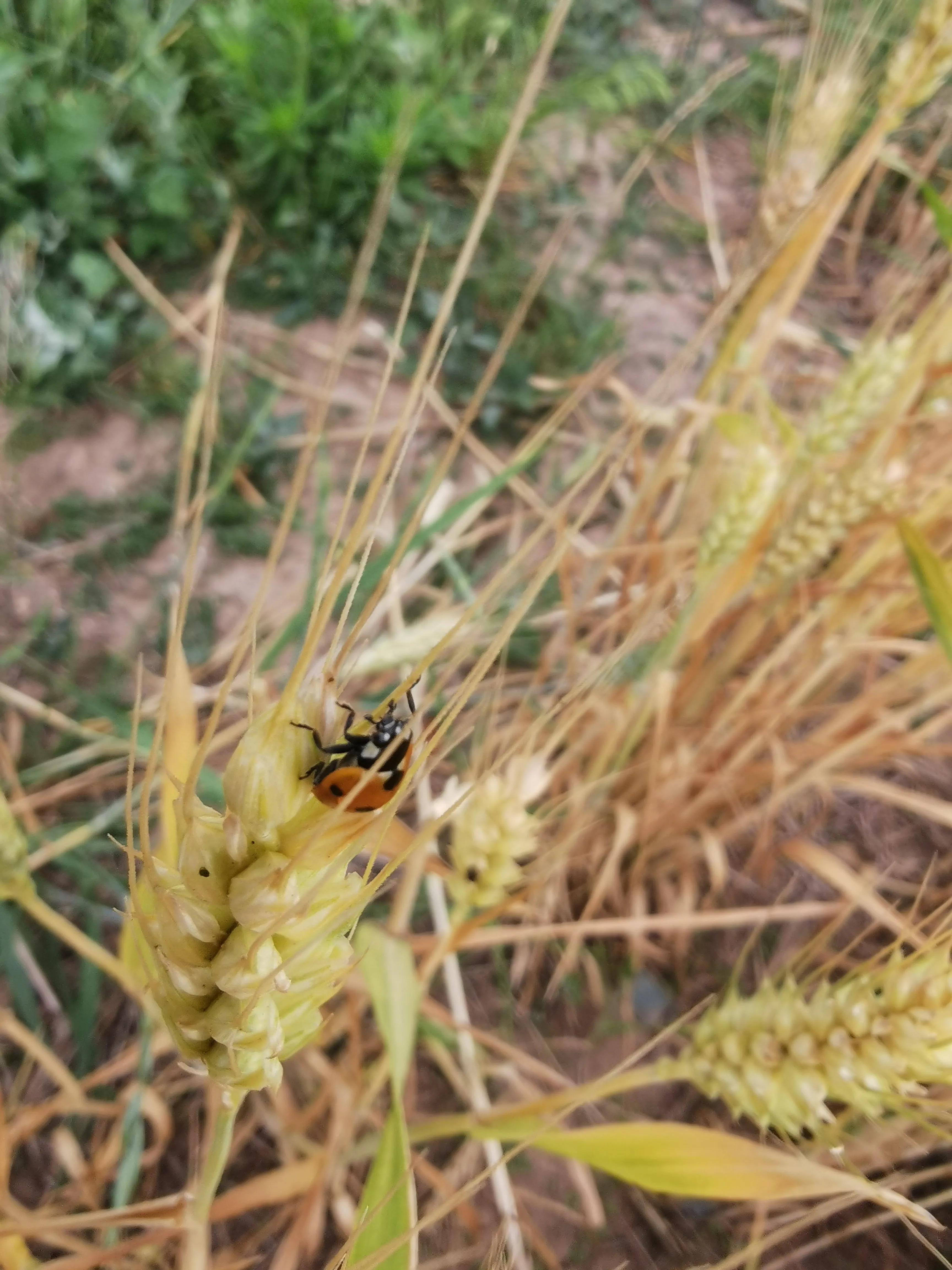 高贵气质麦穗发夹,成熟的麦穗才会低下高贵的头颅