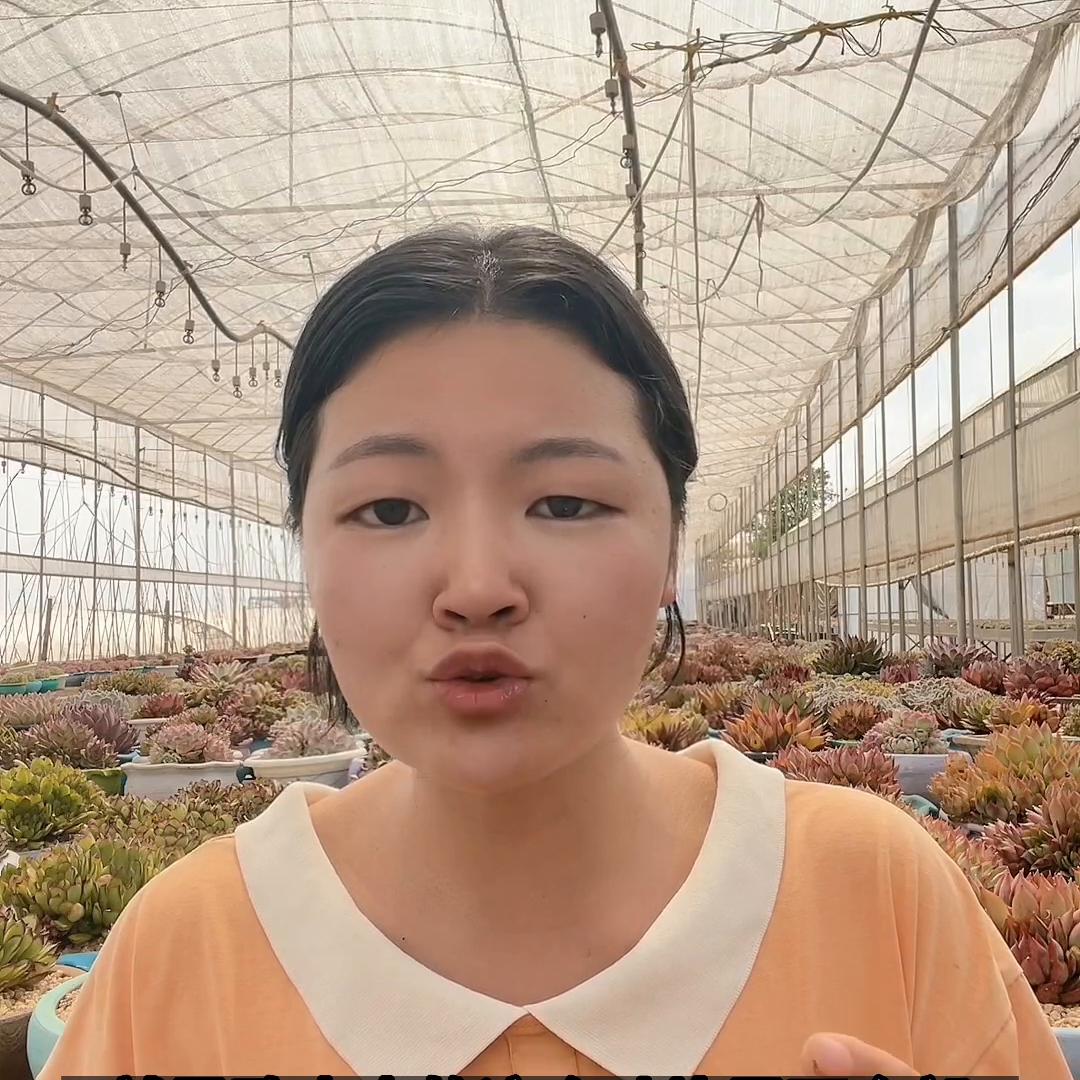 多肉植物叶子化水怎么办,多肉植物化水是什么原因