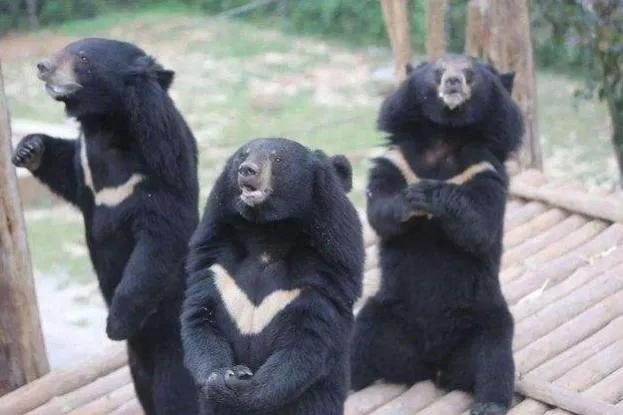 爬山遇到黑熊袭击,男子被黑熊攻击