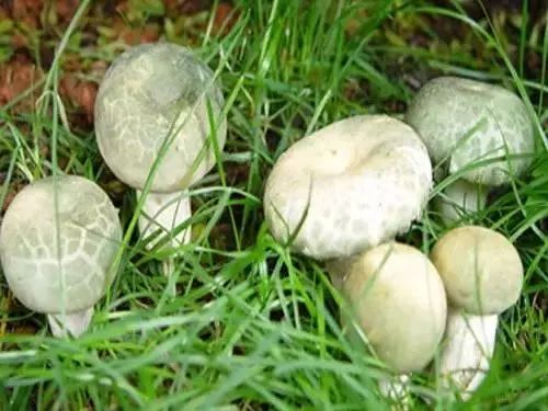 爱的魔力转圈圈蘑菇头,爱的魔力转圈圈彩虹伞