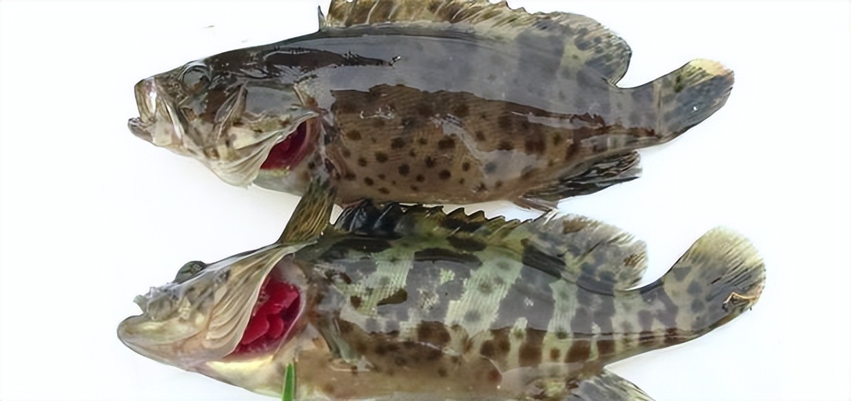 马鞭草和鹿衔草对养殖虎龙杂交斑生长与免疫影响的研究