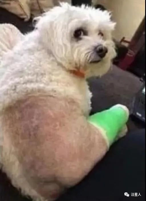 狗狗骨折了我们应该怎么办,狗狗骨折了只能带它去医院