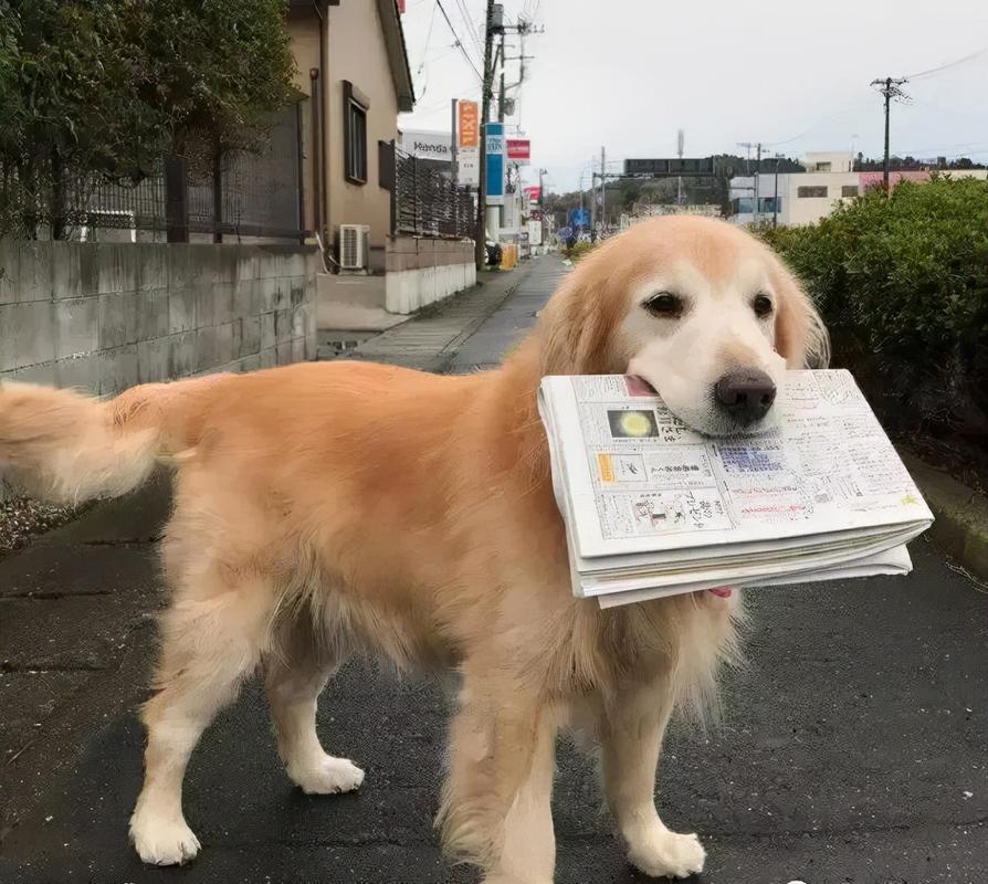 通人性的狗是什么狗,狗界最傻的4种狗