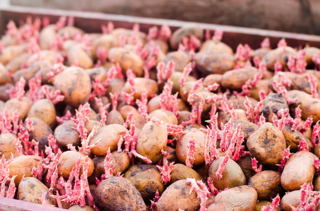 3毛一斤大量收不回的农产品,3毛一斤卖不出去