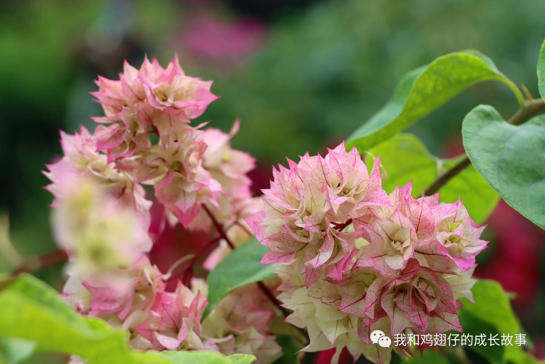 2019深圳莲花山簕杜鹃花展美不美,深圳莲花山一年一度的簕杜鹃花展