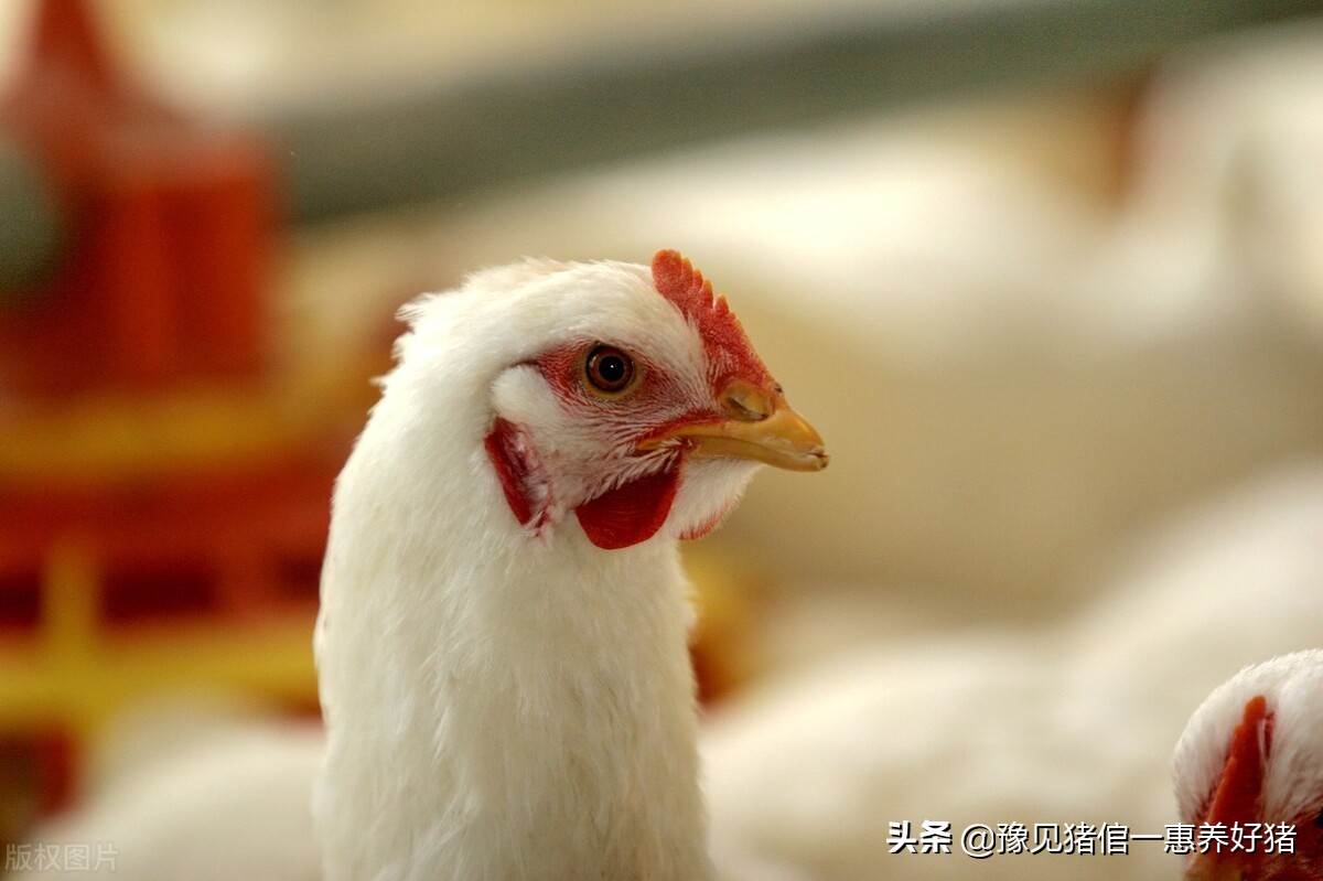 运城猪场兽药配伍,猪场兽药最佳配伍