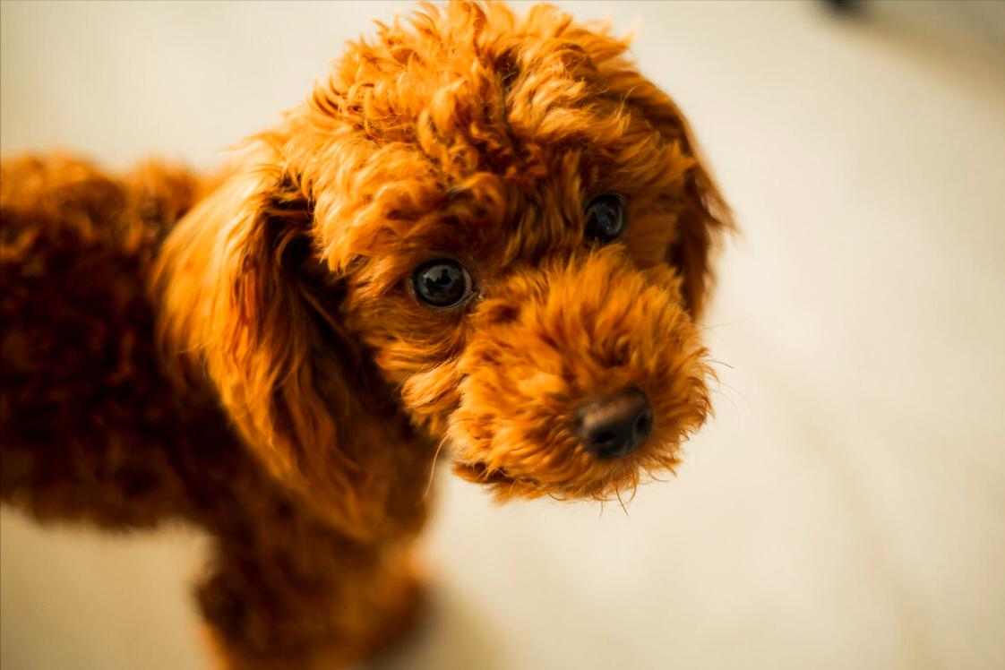 泰迪为什么不建议养,养泰迪一个月多少钱合适