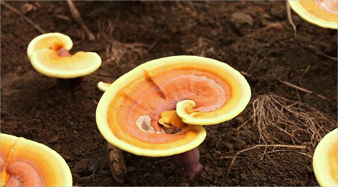 灵芝孢子粉是治百病的吗,灵芝孢子粉真的有那么好