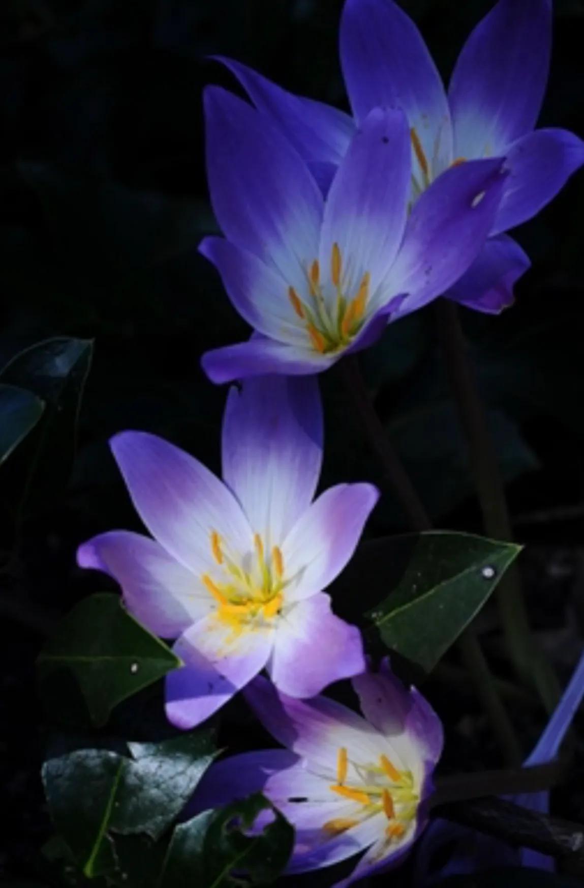 美得令人惊艳的花,世上最美的十种花样子