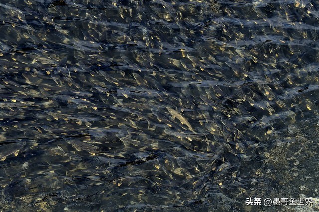 青海湟鱼那么多为什么要保护,救命的青海湖湟鱼