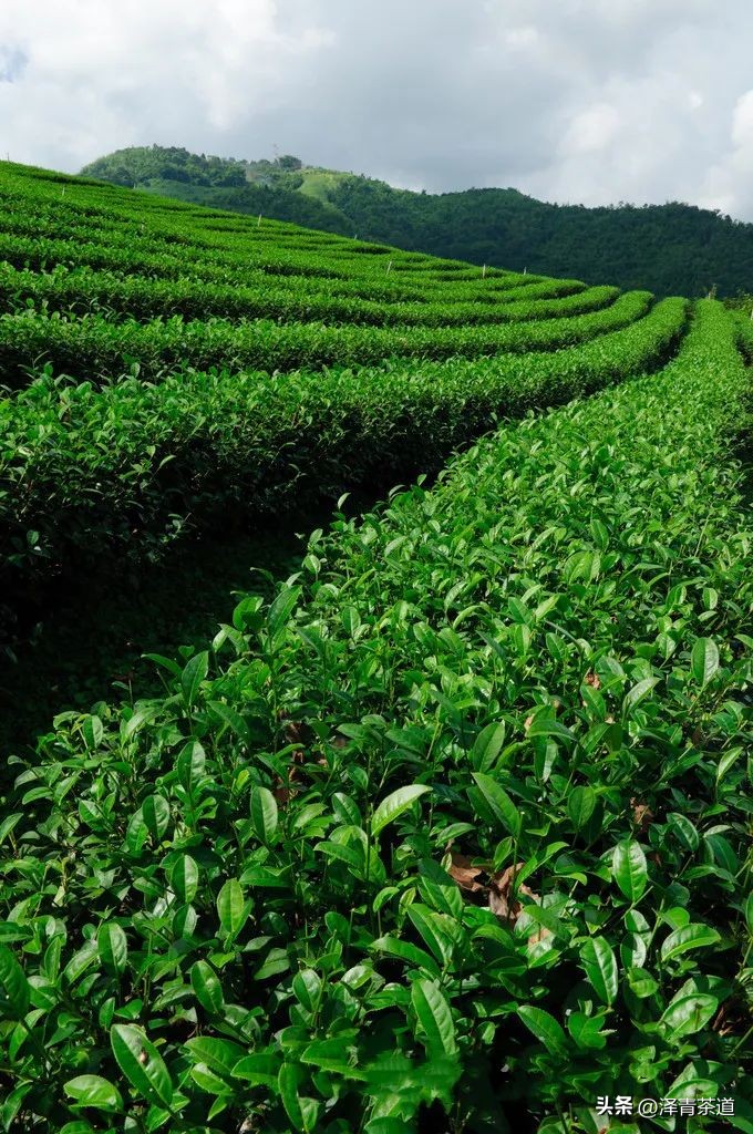谷雨时节来杯谷雨茶,过了谷雨的茶有什么区别