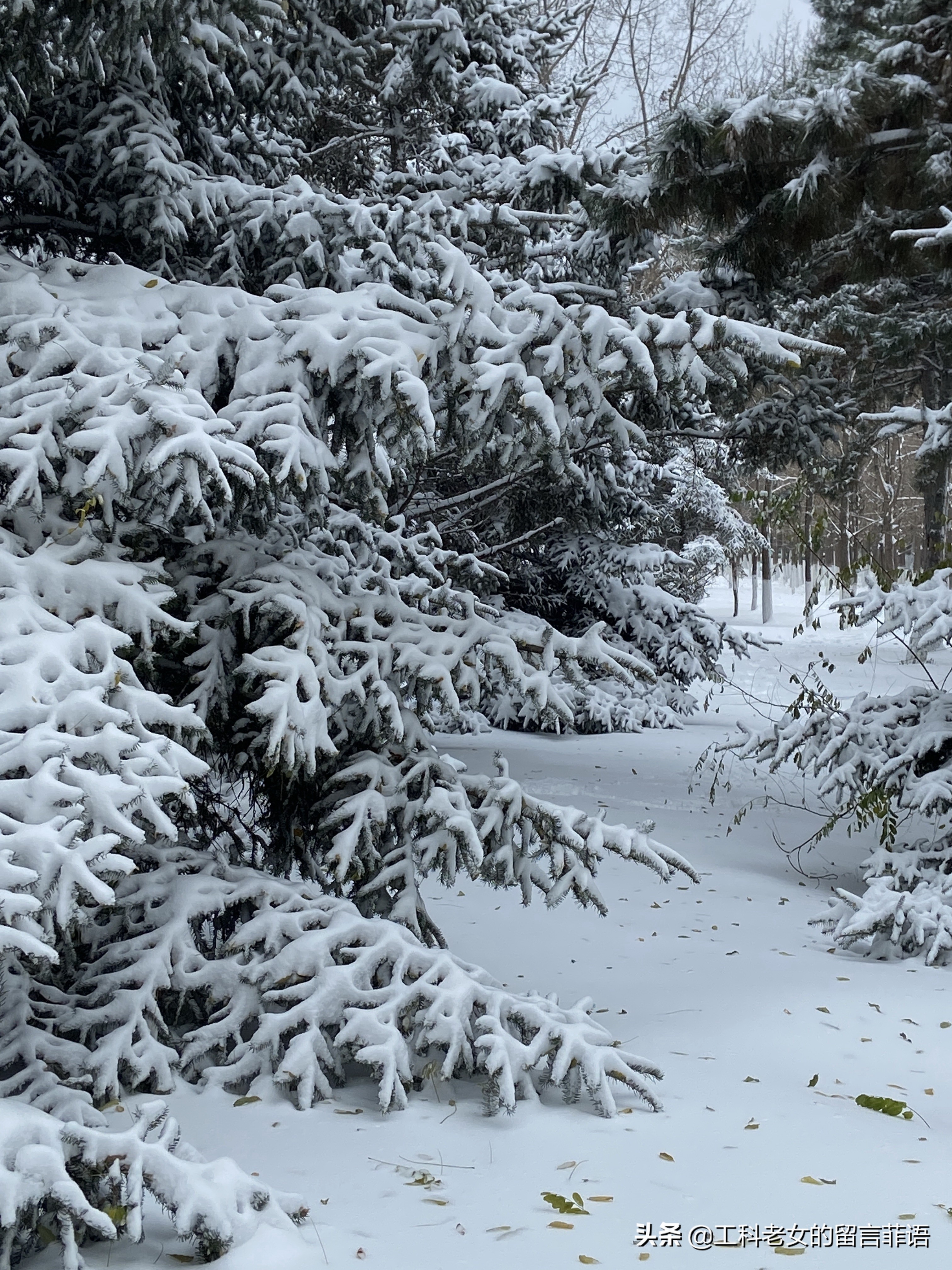 沈阳大雪压塌停车场,沈阳大雪堆雪人